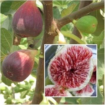 Maroon Ficus Carica Fruit Growing Beautiful And Sweet Fig Trees Fruit Seeds