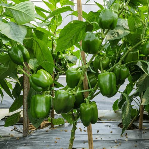 Green Peppers vegetable seeds - Heirloom, Organic, Non Gmo Garden Seeds for kitchen garden planting