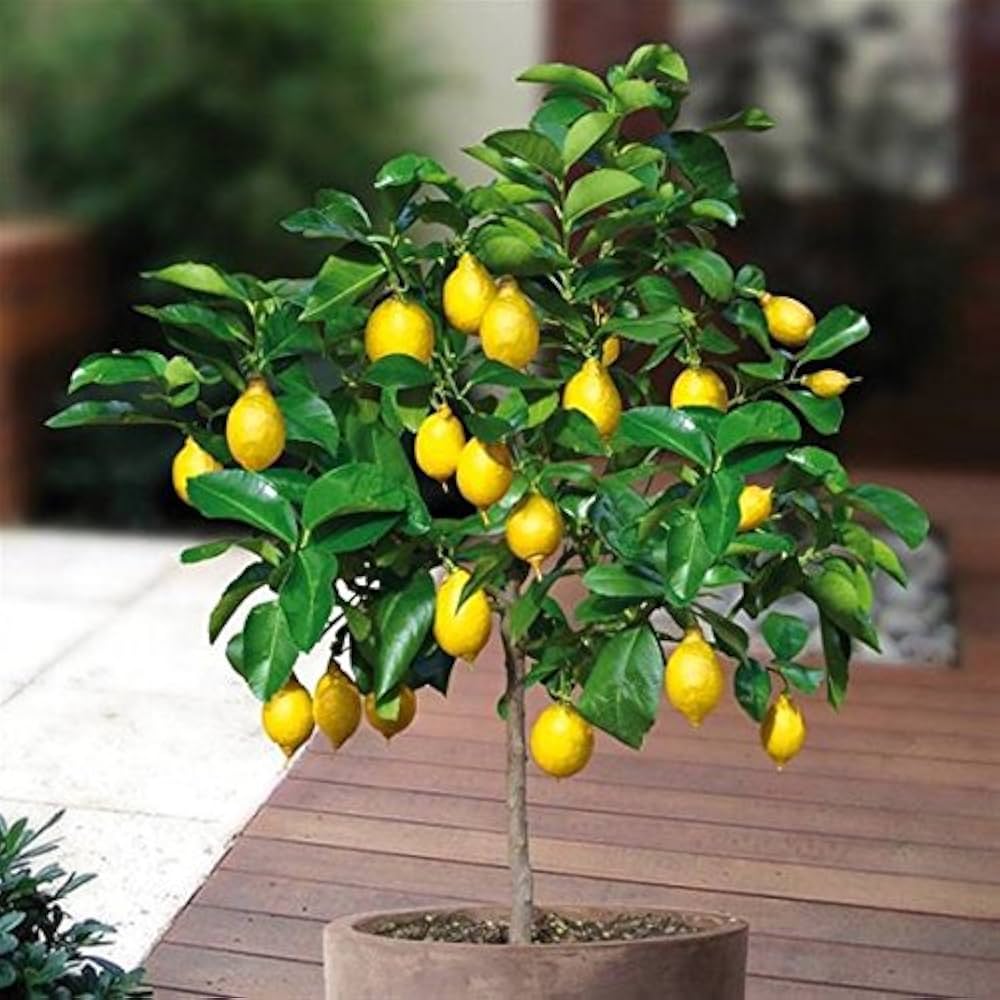 Yellow Lemon Citrus Fruit Trees