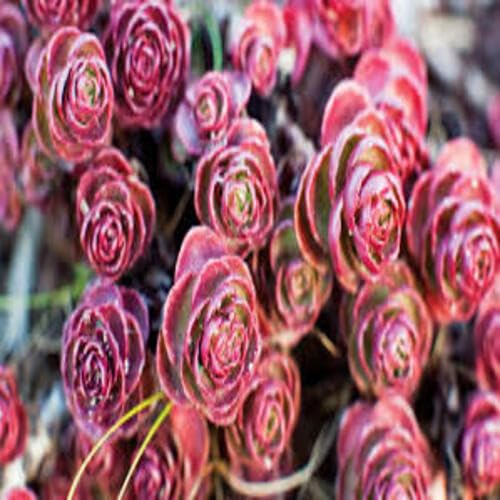 Red Sedum Voodoo Flower Seeds