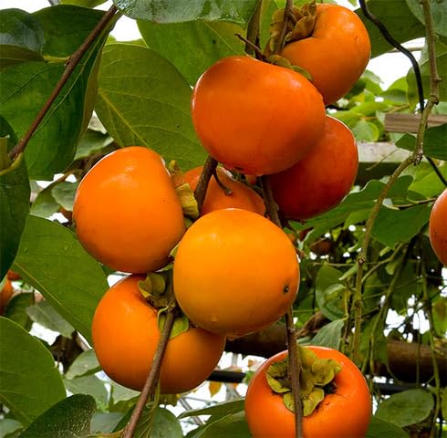 orange persimmon fruit Fruit Seeds organic garden seeds