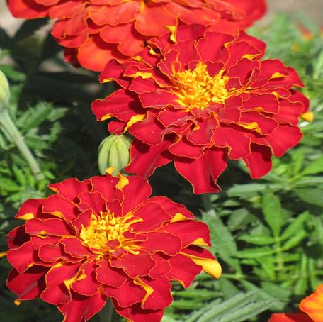 Red Marigold Flower Seeds