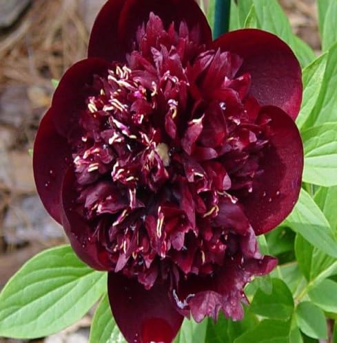 Chocolate Peony Flower Seeds