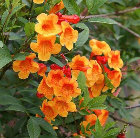 Orange Tecomaria Capensis Flower Seeds