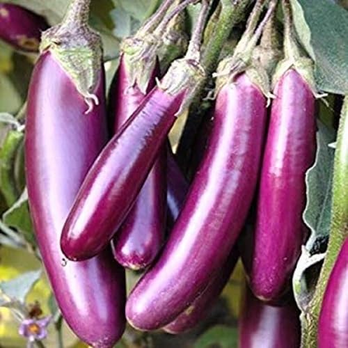 Eggplant Violet vegetable seeds for Home Gardening, Healthy Seasonal Vegetable Planting for kitchen garden planting