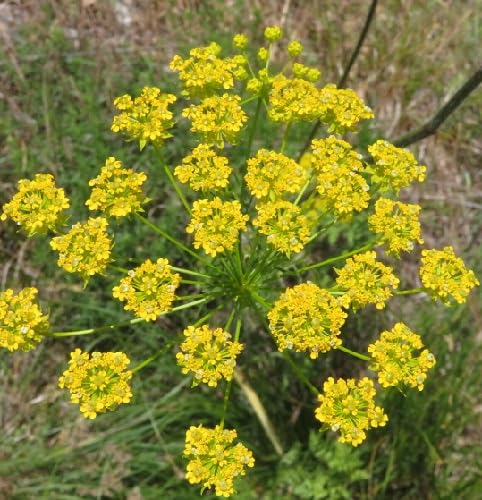 Yellow Chaerophyllum Flower Seeds
