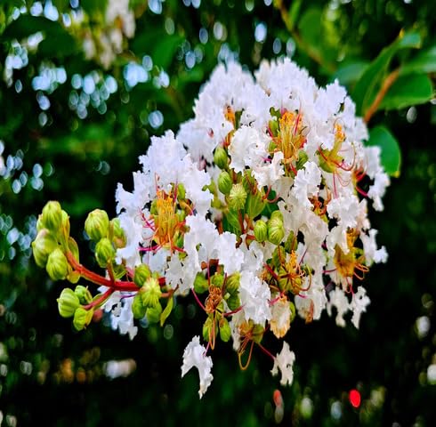 White Lagerstroemia Flower Seeds