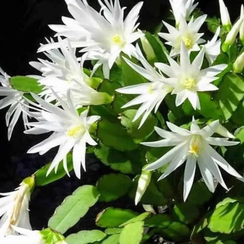 White Rhipsalidopsis gaertneri Flower Seeds