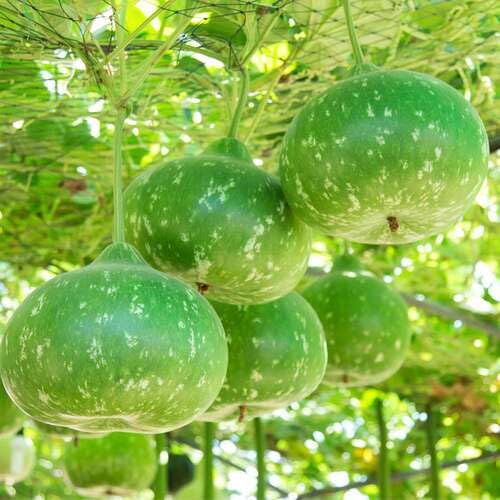 Round Bottle Gourd vegetable seeds - Heirloom, Organic, Non Gmo Garden Seeds for kitchen garden planting