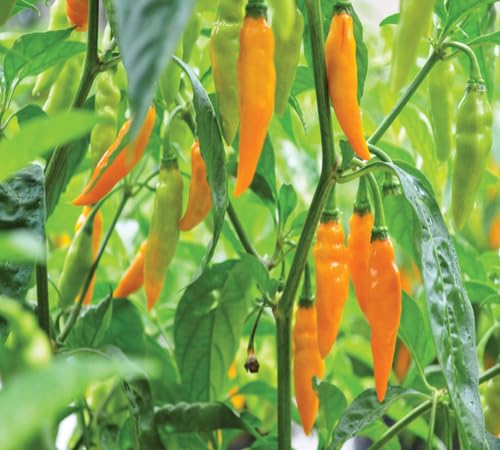 Pepper for Growing Orange vegetable seeds for Home Gardening, Nutritious Backyard Harvest for kitchen garden planting