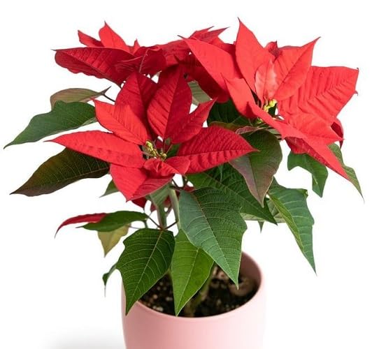 POINSETTIA FLOWER SEEDS