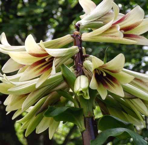 Yellow Cardiocrinum Flower Seeds