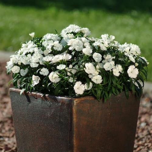 White Dianthus Barbatus Flower Seeds