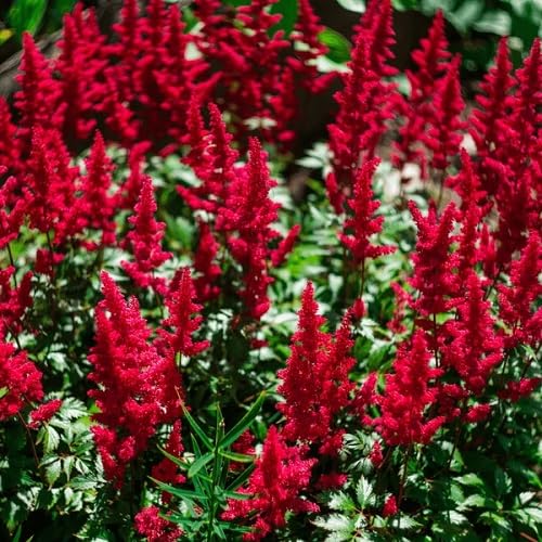 Red Astilbe Perennial Flower Seeds