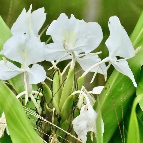 white hedychium flower seeds.