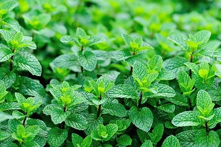 Mint Vegetable Seeds Heirloom, Non-GMO for Home Garden Planting