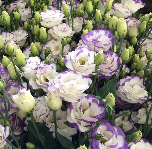 White Purple Lisianthus Flower Seeds