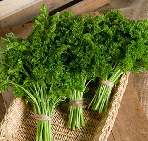 Perennial Parsley Plant Seeds herb seeds - organic, fresh harvest garden seeds