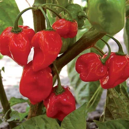 Red Habanero Pepperoni vegetable seeds - Heirloom, Organic, Non Gmo Garden Seeds for kitchen garden planting