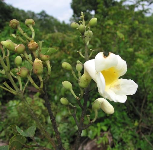 White Amphilophium crucigerum Flower Seeds