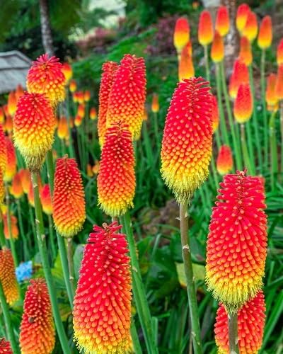 Red Kniphia Uvaria Flower Seeds