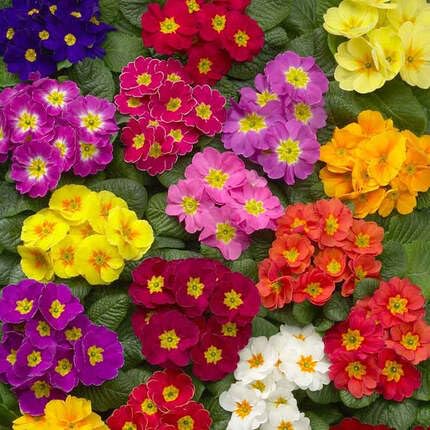 Mixed Primrose Flower Seeds - Heirloom Non GMO High Germination Organic Flower Seeds for Planting