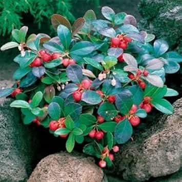 Red Gaultheria Fruit Berry Enthusiasts Gardeners Gmo Free Fruit Seeds