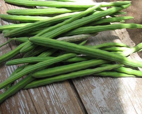 Drumstick vegetable seeds for Home Gardening, Organic Raised Bed Garden Favorite Premium for kitchen garden planting