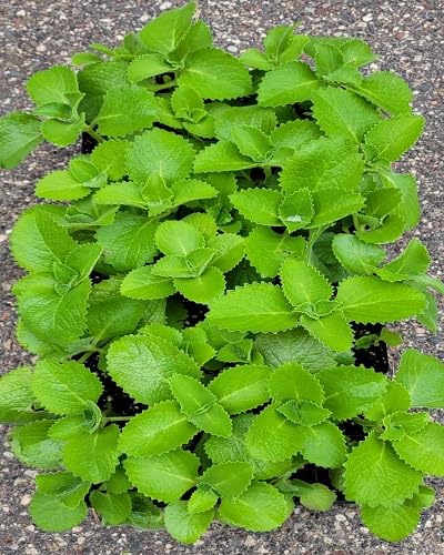 Green Cuban Oregano Plants Seeds herb seeds - heirloom, natural growing garden seeds