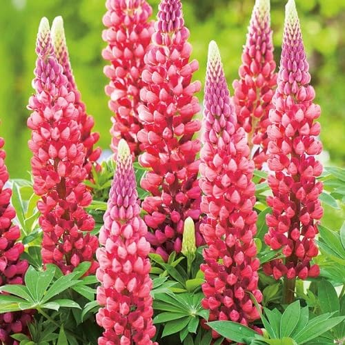 pink lupine flower seeds