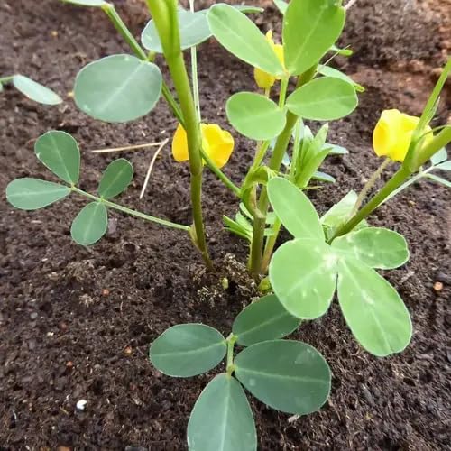 Green Chipilin vegetable seeds - Heirloom, Organic, Non Gmo Garden Seeds for kitchen garden planting
