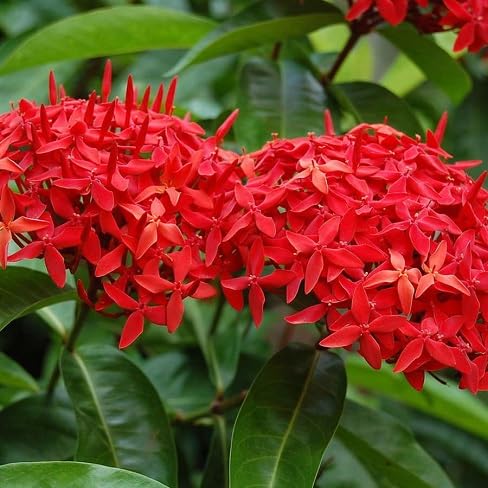 Ixora Flower Seeds