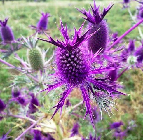 Purple Eryngiumflower Seeds