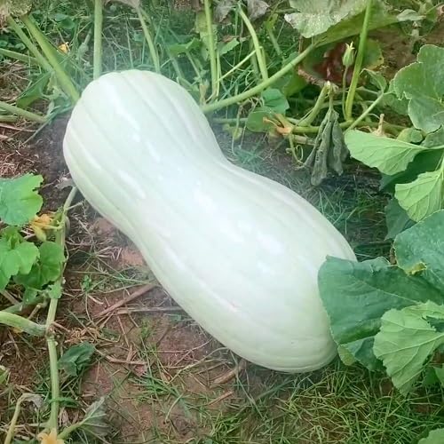 White Squash vegetable seeds - Heirloom, Organic, Non Gmo Garden Seeds for kitchen garden planting