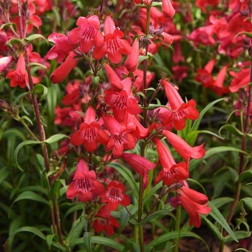 red penstemon flower seeds