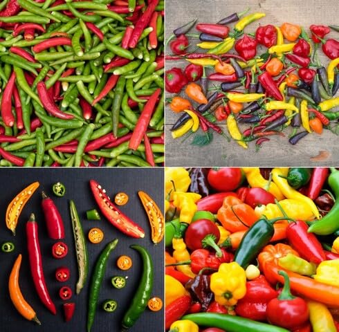 Mixed Chilli vegetable seeds vegetable seeds for Home Gardening, Fast Growing Backyard Harvest for kitchen garden planting