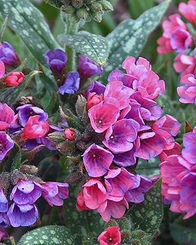 Mixed Pulmonaria Flower Seeds