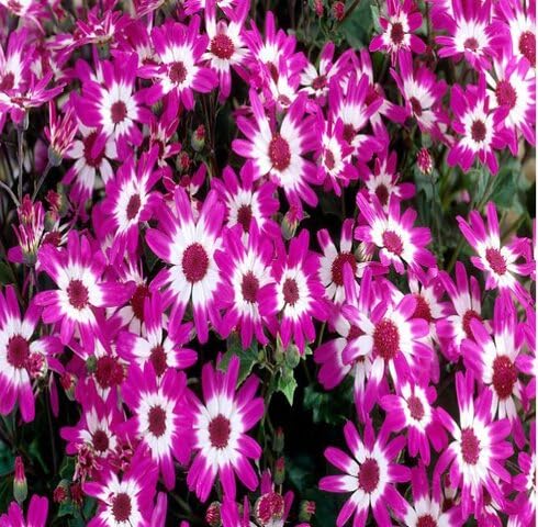 Pink White Senetti Pericallis Flower Seeds