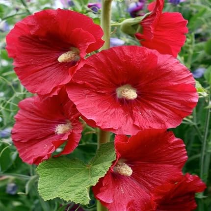 Holyhock Flower Seeds