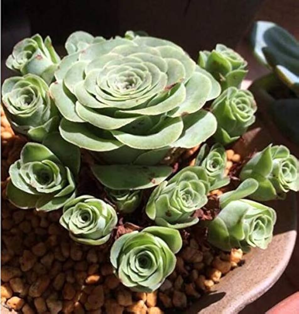 Green Giant Greenovia Flower Seeds