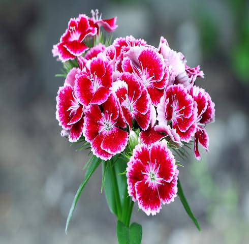 Red White Dianthus Flower Seeds
