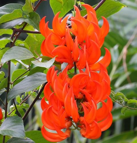 Orange strongylodon Flower Seeds