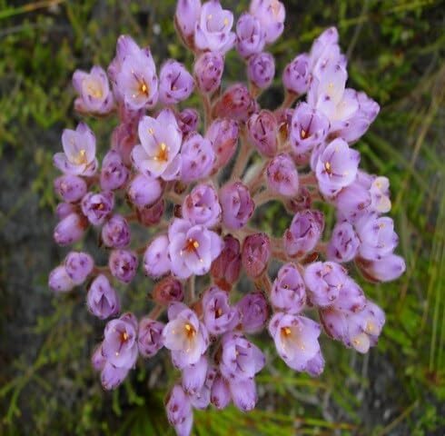 Purple Dilatris Flower Seeds