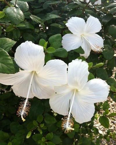 white hibiscus flower seeds