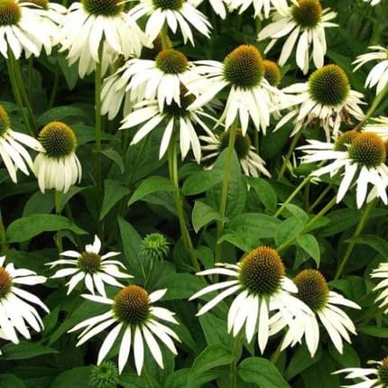 Echinacea Flower Seeds
