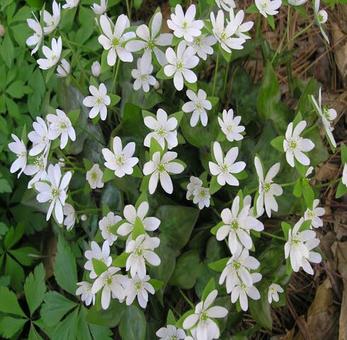 White Hepatica Flower Seeds