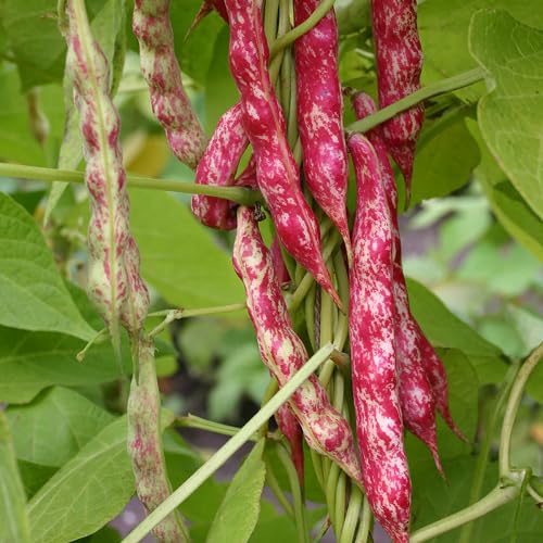 Red Bean vegetable seeds - Heirloom, Organic, Non Gmo Garden Seeds for kitchen garden planting
