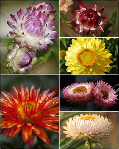 Helichrysum Flower Seeds