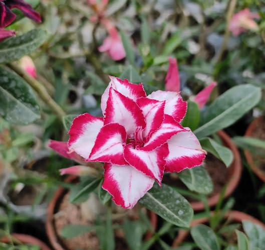 Red White adenium Flower Seeds