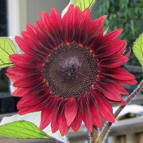 Red Sunflower Seeds